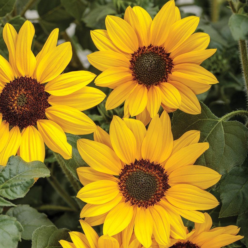 Suncredible® Yellow Sunflower | Proven Winners®