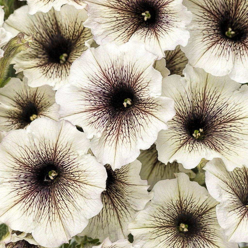 Supertunia® Latte™ Petunia | Proven Winners®