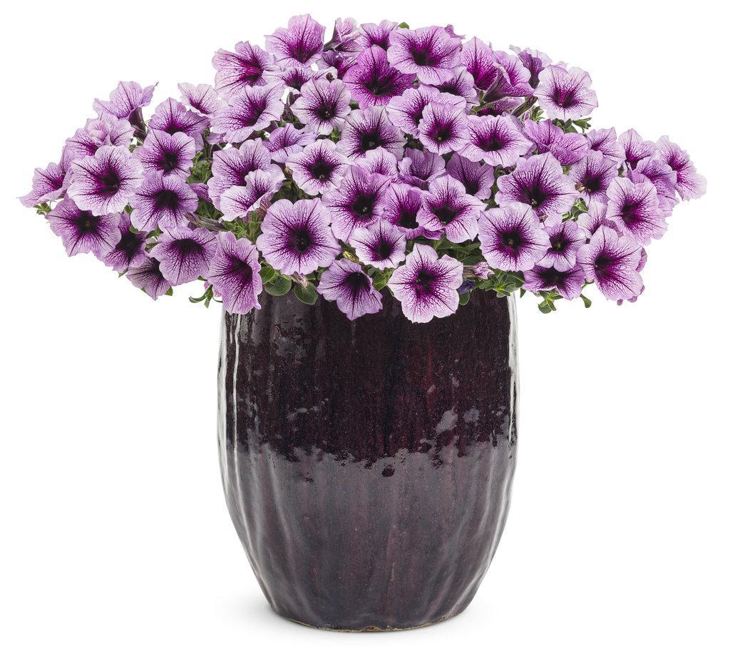Supertunia® Bordeaux™ Petunia | Proven Winners®