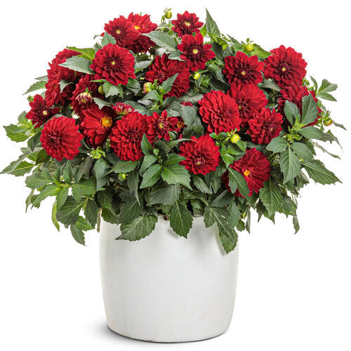 Virtuoso™ Classy Carmine™ dahlia | Proven Winners®