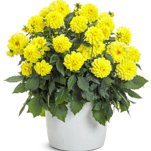 Virtuoso™ Dayglo Yellow™ dahlia | Proven Winners®