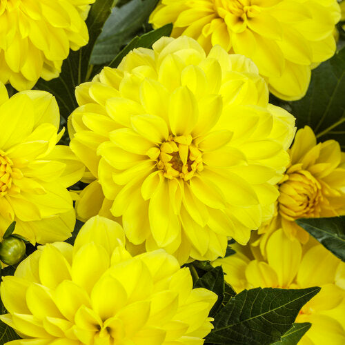 Virtuoso™ Dayglo Yellow™ dahlia | Proven Winners®