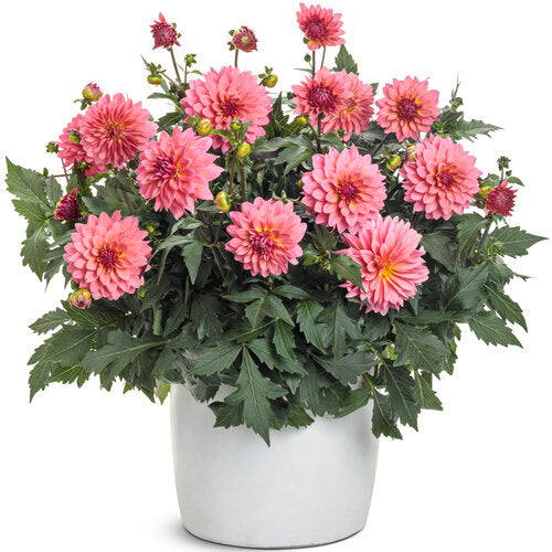Virtuoso™ Pinkerific™ dahlia | Proven Winners®