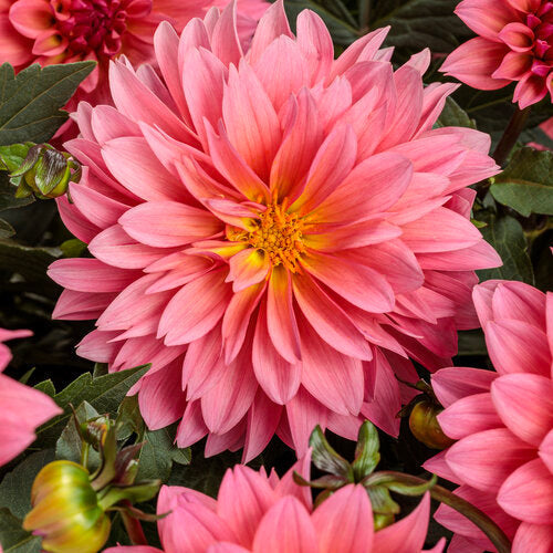 Virtuoso™ Pinkerific™ dahlia | Proven Winners®