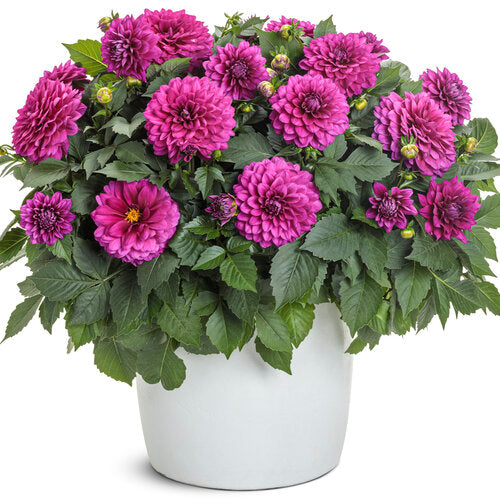 Virtuoso™ Vibrant Violet™ dahlia | Proven Winners®