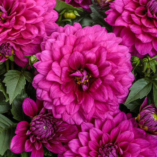 Virtuoso™ Vibrant Violet™ dahlia | Proven Winners®