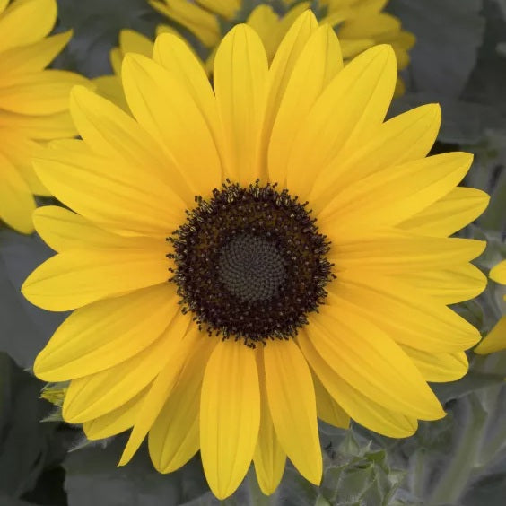 Sunfinity® Yellow Dark Center Sunflower | Creekside Champions™