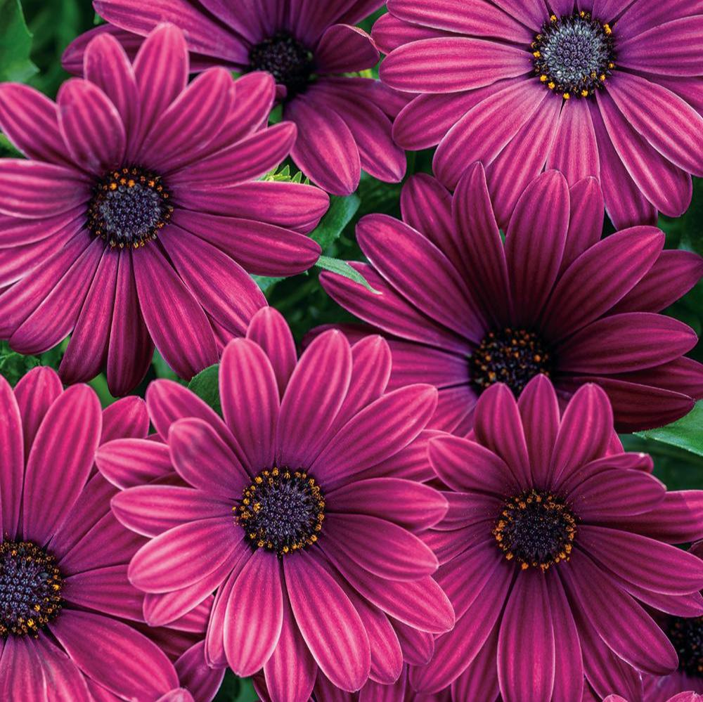 Bright Lights™ Purple Osteospermum | Proven Winners®