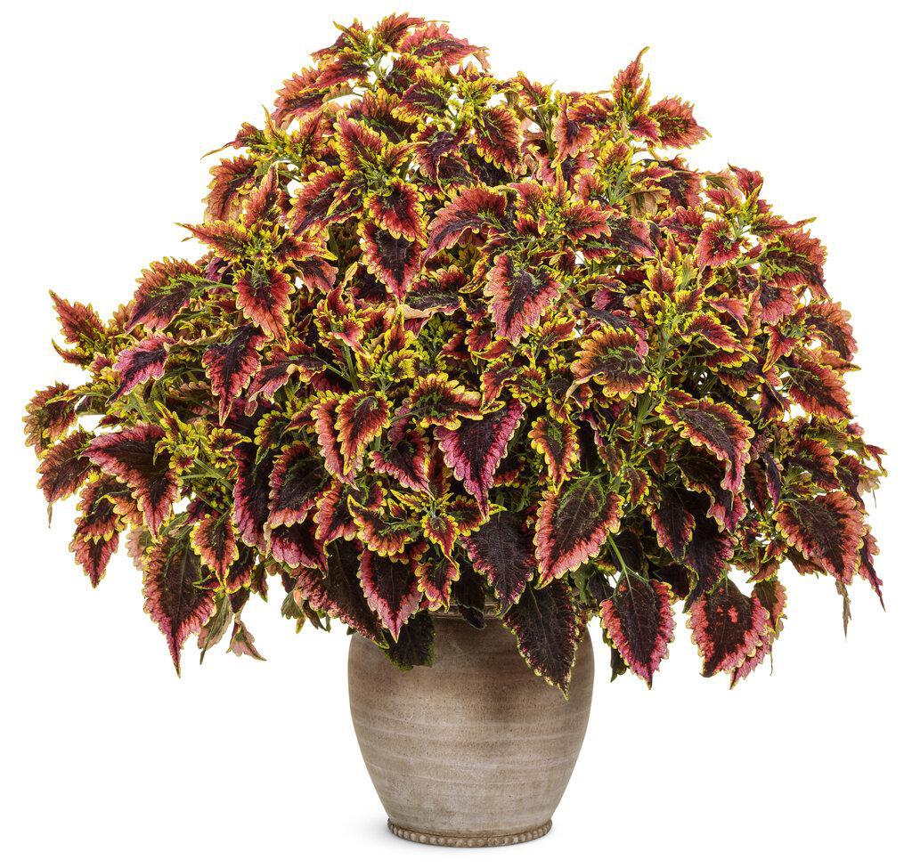 ColorBlaze® El Brighto Coleus |Proven Winners®
