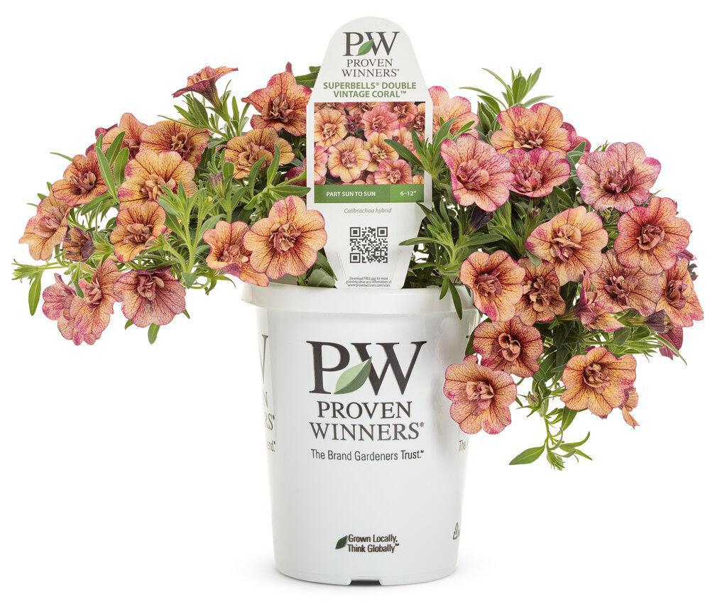 Superbells® Double Vintage Coral™ Double Calibrachoa | Proven Winners®