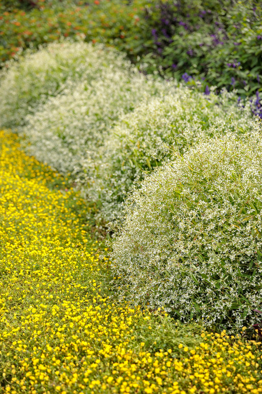 Diamond Mountain® Euphorbia | Proven Winners®