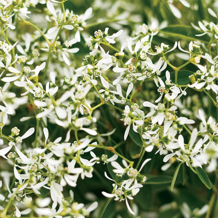 Diamond Frost® Euphorbia | Proven Winners ®