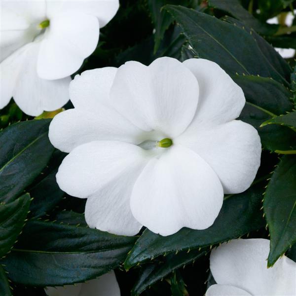 SunPatiens® 'Compact Classic White' Impatiens | Creekside Champions™
