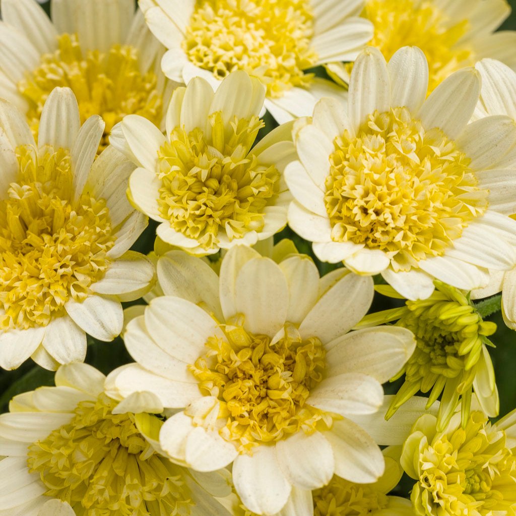 Bright Lights™ Double Moonglow Osteospermum | Proven Winners®