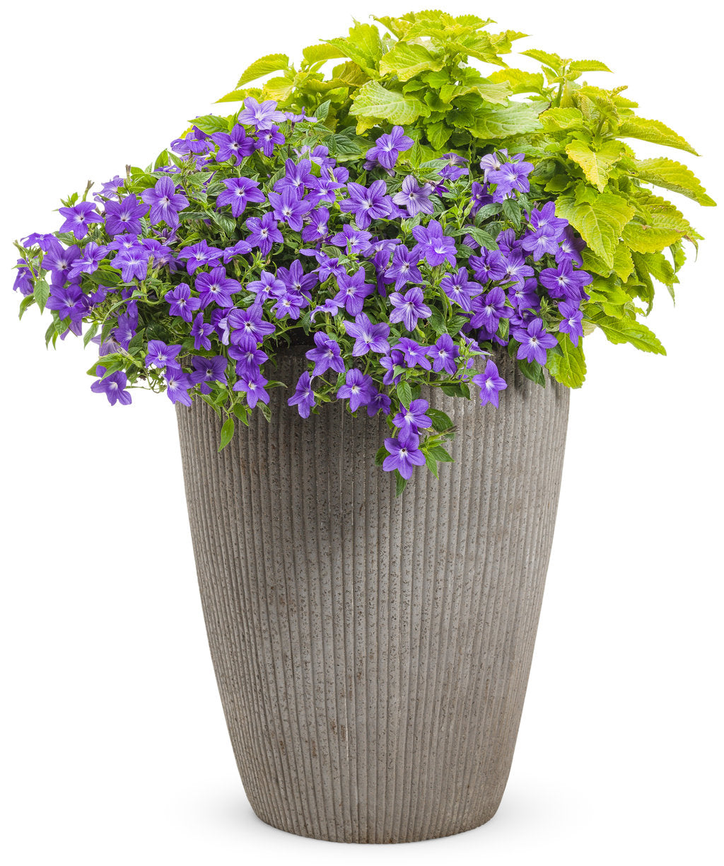 Endless™ Illumination Browallia | Proven Winners