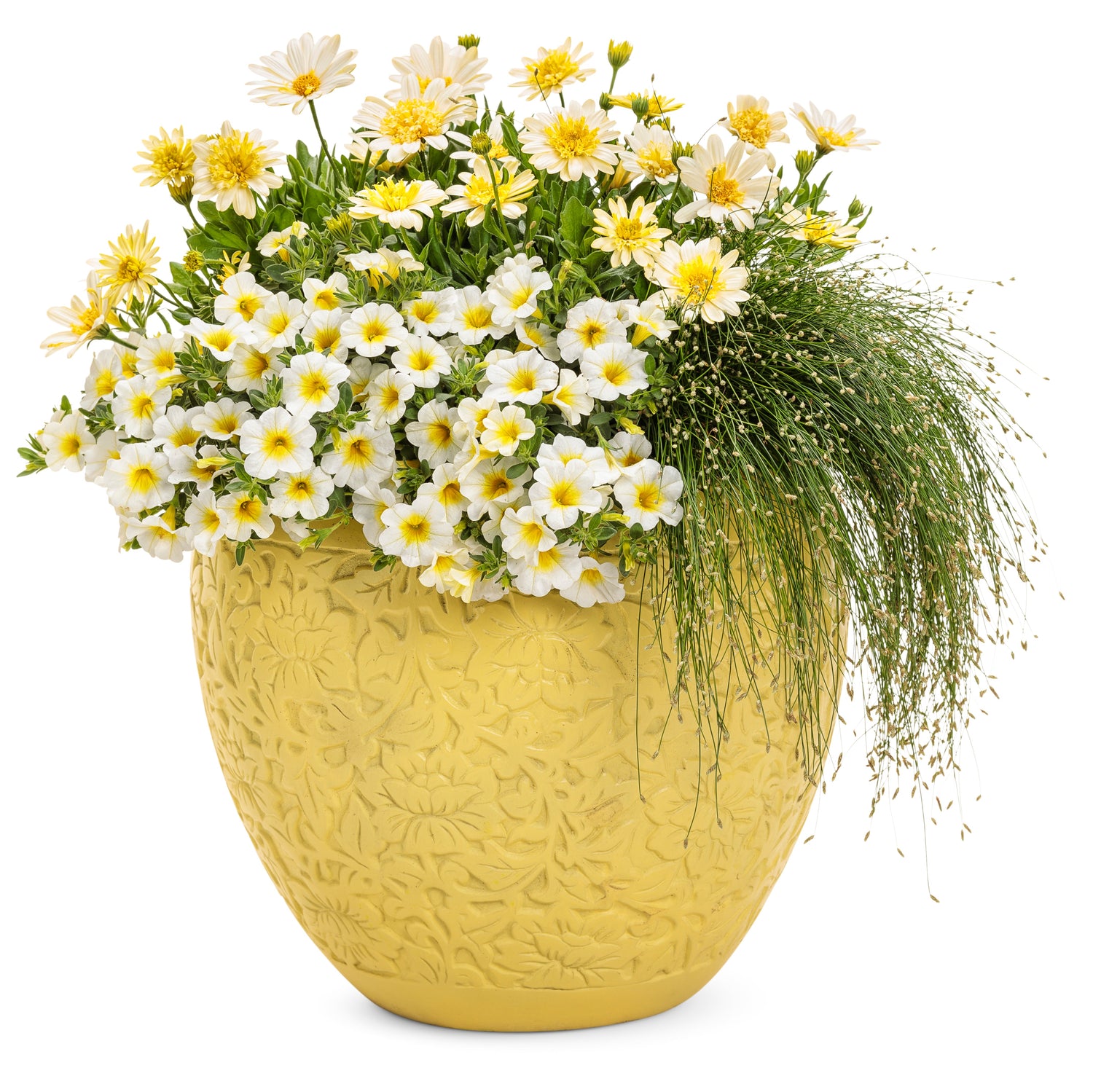 Bright Lights™ Double Moonglow Osteospermum | Proven Winners®