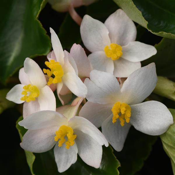 Dragon Wing® White Begonia | Creekside Champions™