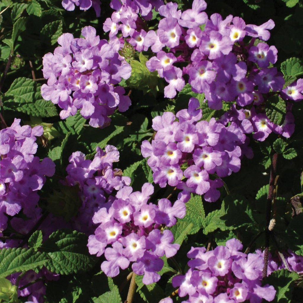 Luscious® Grape Lantana | Proven Winners®