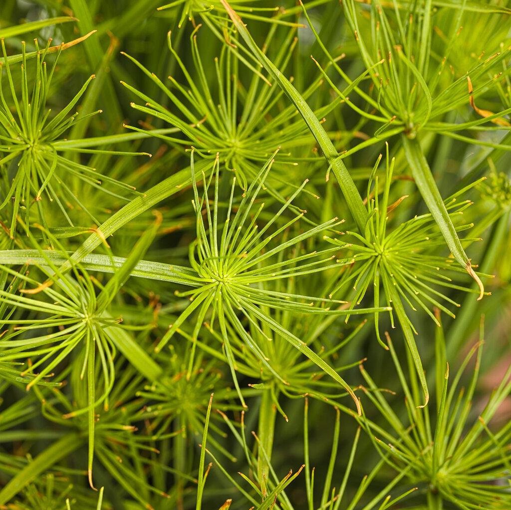 Graceful Grasses® Queen Tut™ Dwarf Papyrus | Proven Winners®