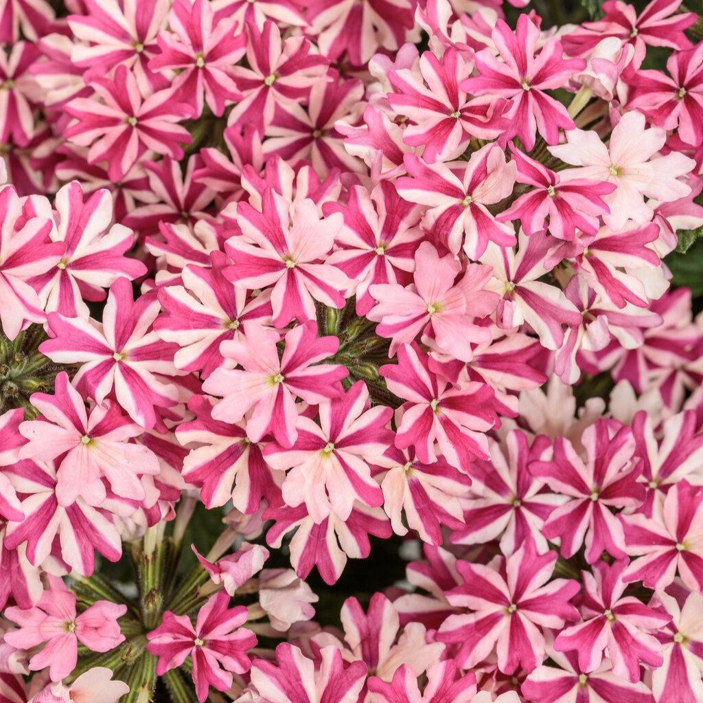 Superbena® Cherryburst Verbena | Proven Winners®