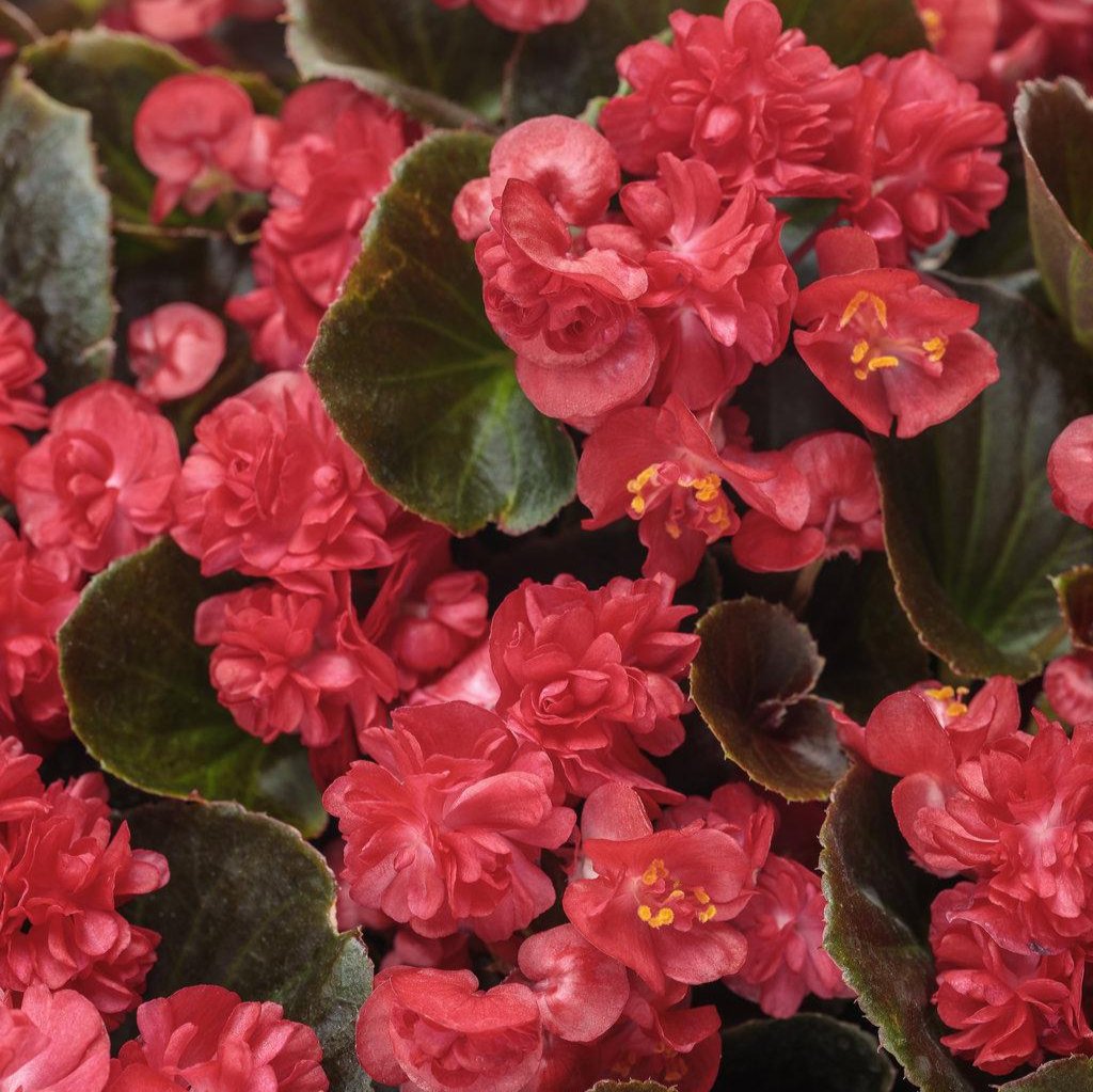 Double Up™ Red Begonia | Proven Winners®