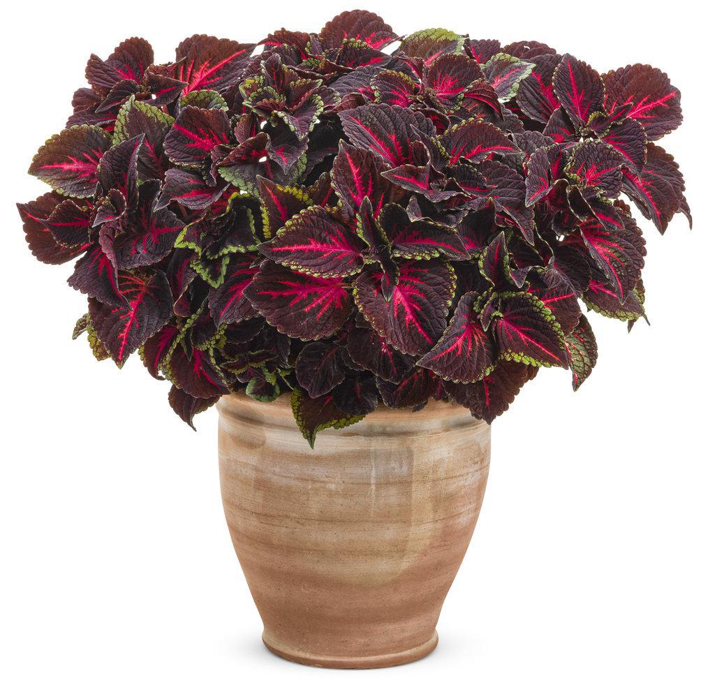 ColorBlaze® Torchlight® Coleus | Proven Winners®