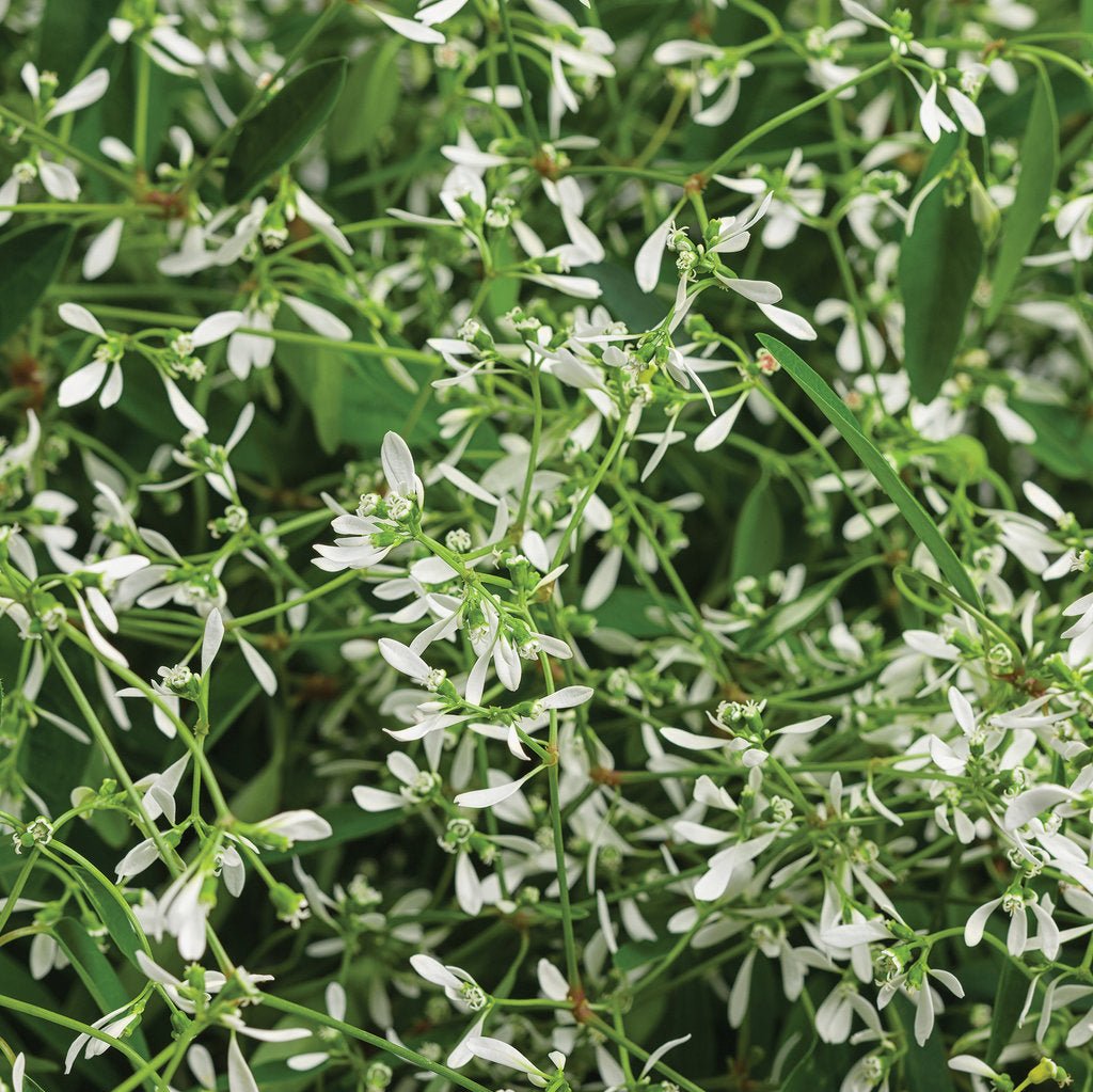 Diamond Mountain® Euphorbia | Proven Winners®