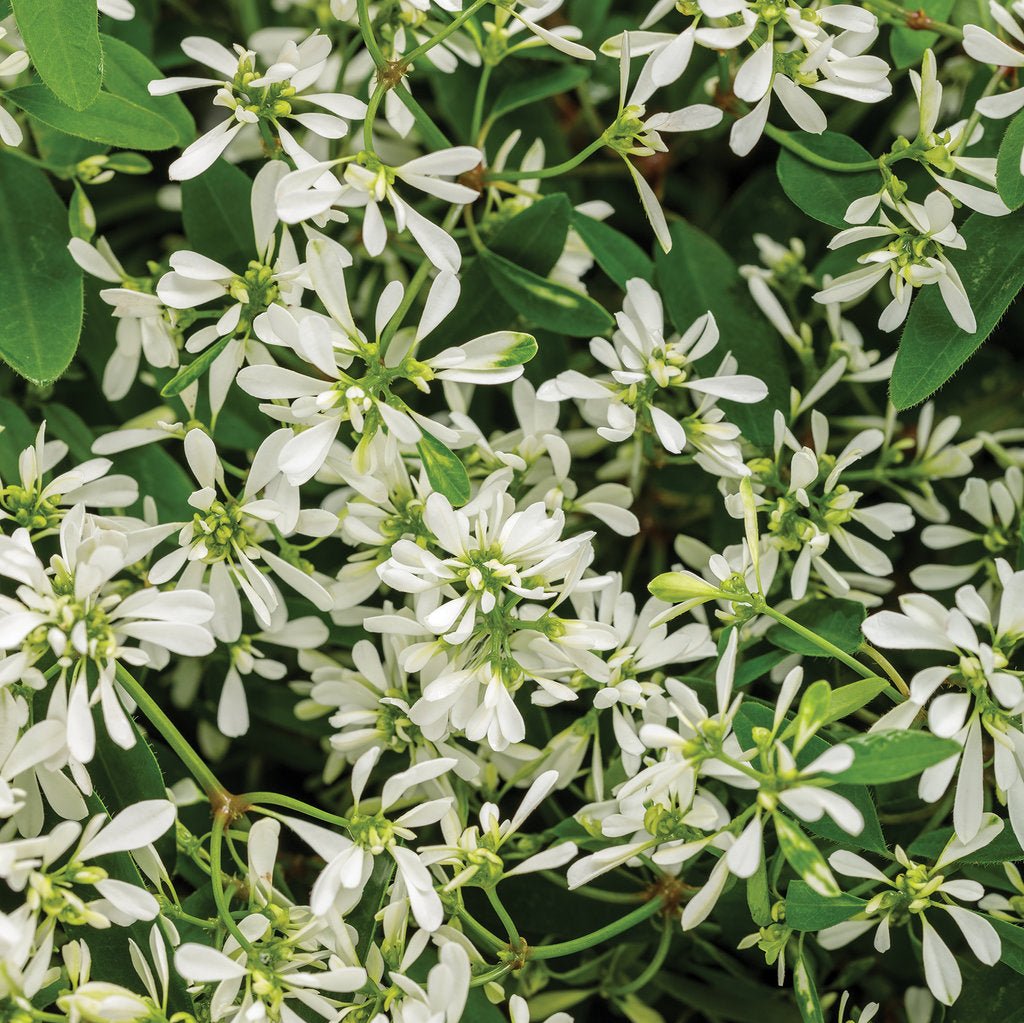 Diamond Snow® Euphorbia | Proven Winners®