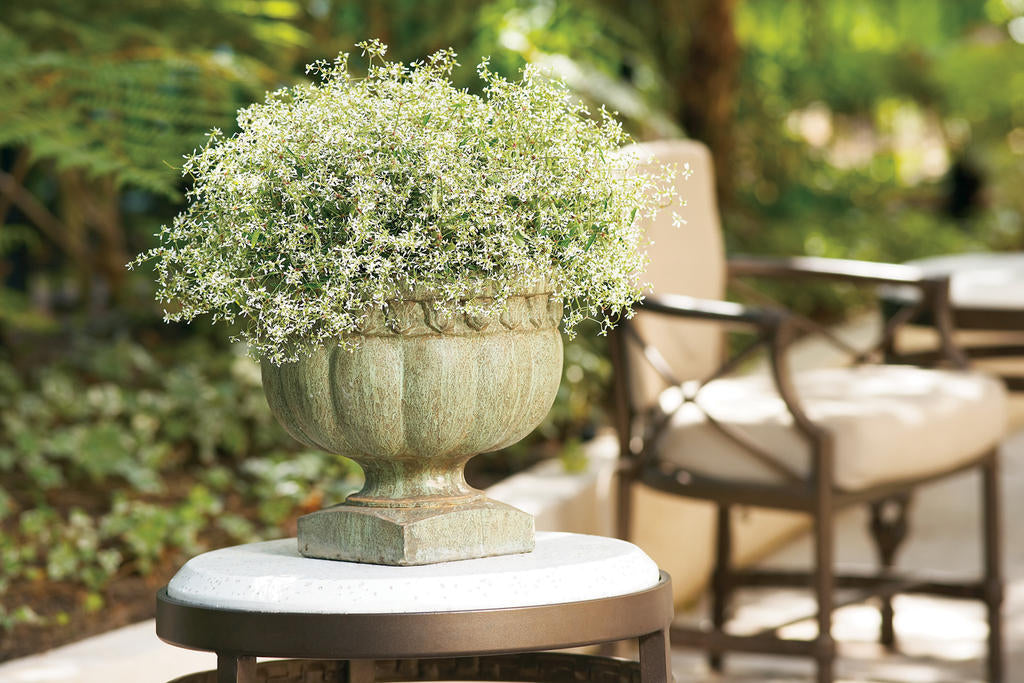 Diamond Frost® Euphorbia | Proven Winners ®