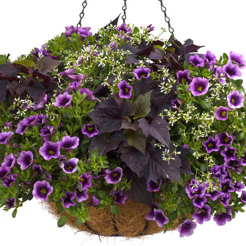 Proven Accents® Sweet Caroline Bewitched After Midnight™ Sweet Potato Vine | Proven Winners®