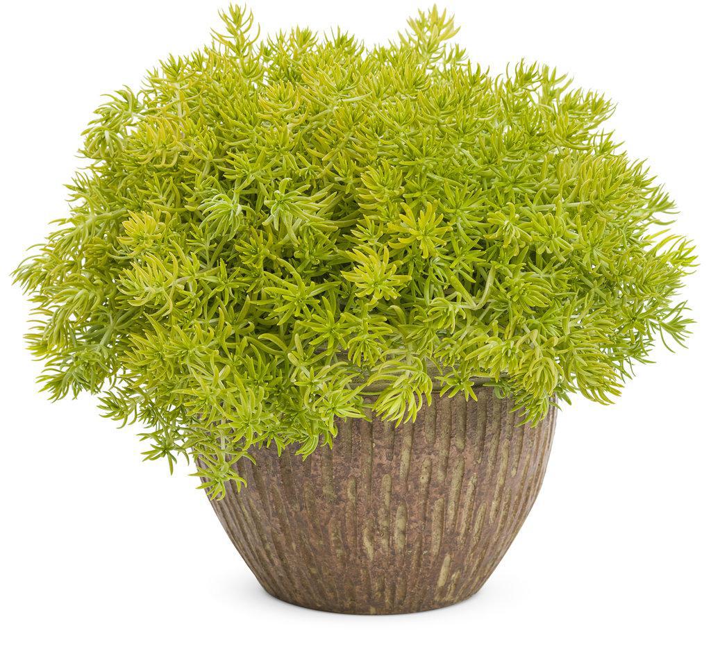 Lemon Coral® Sedum | Proven Winners®
