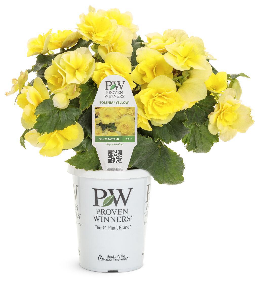 Solenia® Yellow Rieger Begonia | Proven Winners®
