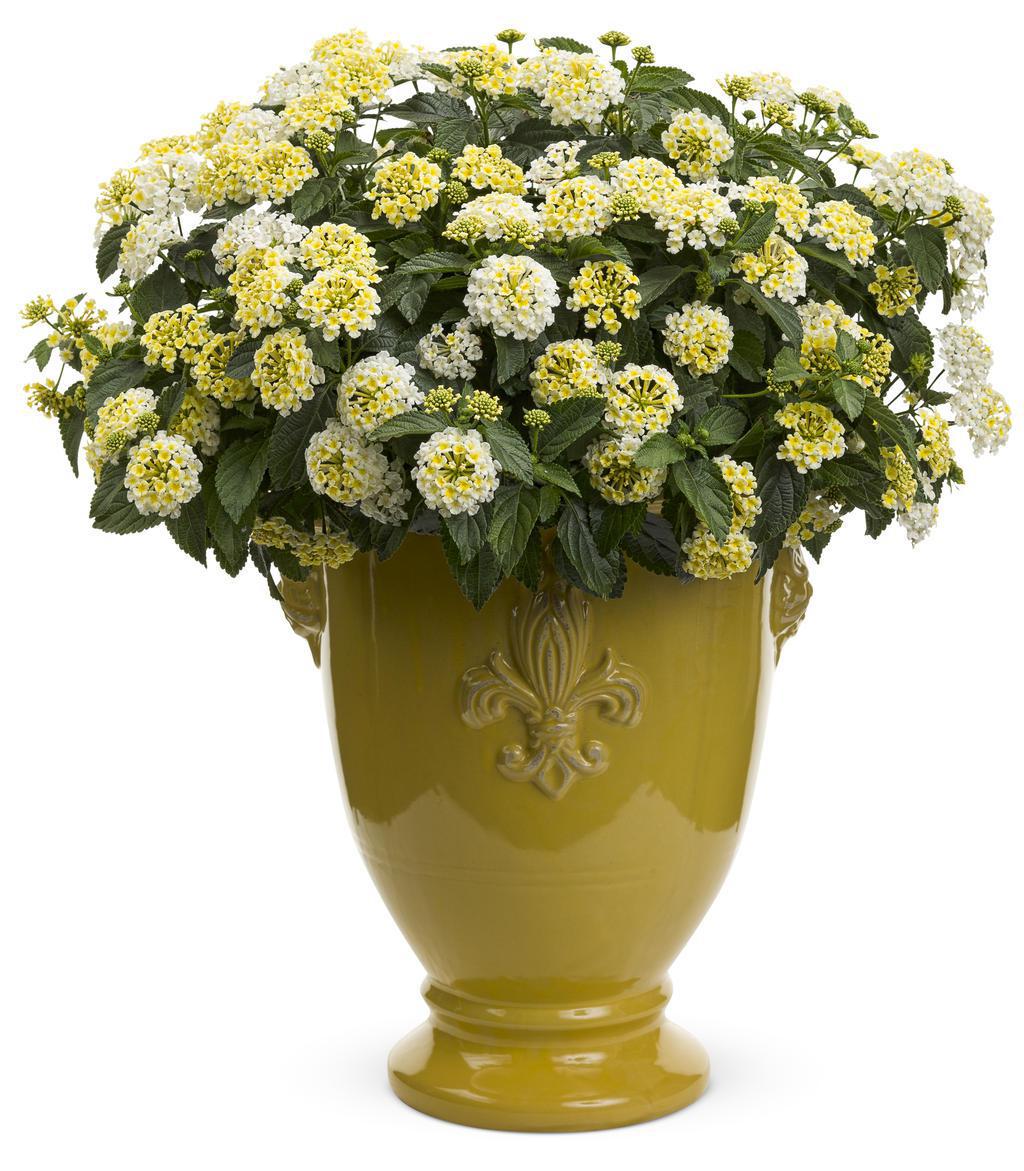 Luscious® Royale Piña Colada Lantana | Proven Winners®