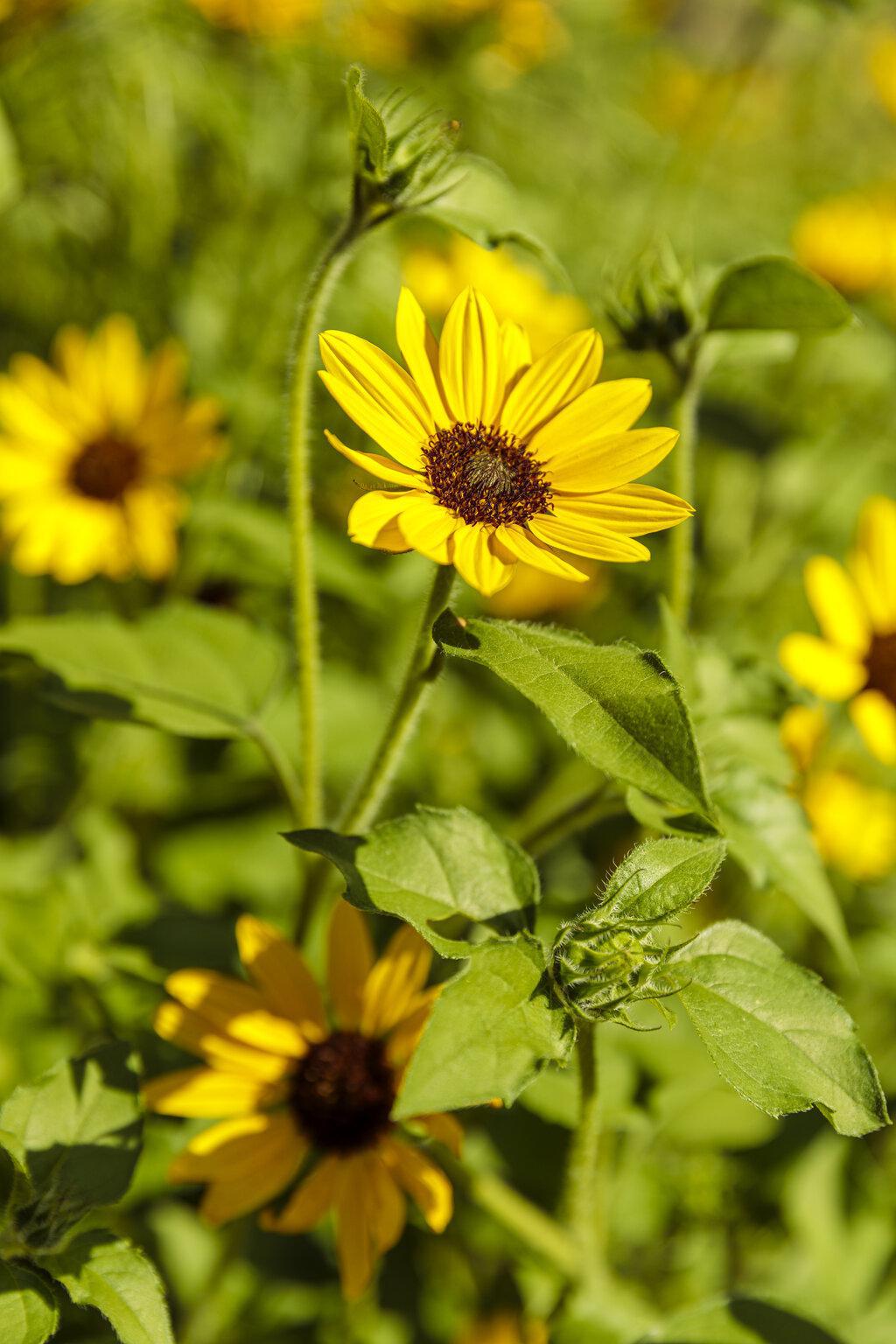 Suncredible® Yellow Sunflower | Proven Winners®