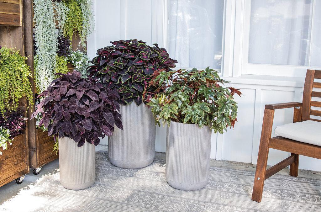 ColorBlaze® Newly Noir™ Coleus | Proven Winners®