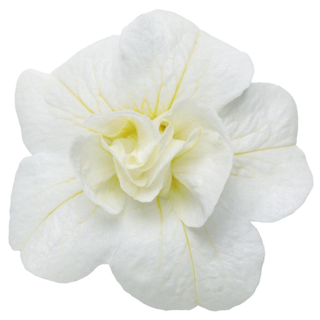 Superbells® Double White Double Calibrachoa | Proven Winners®
