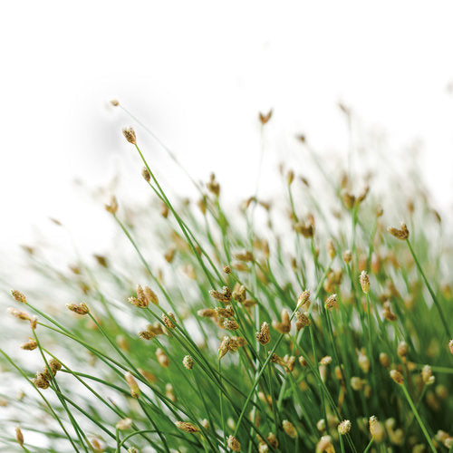 Graceful Grasses® Fiber Optic | Proven Winners
