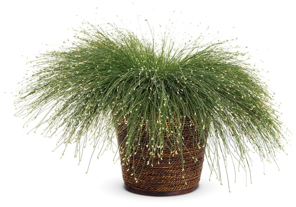 Graceful Grasses® Fiber Optic | Proven Winners