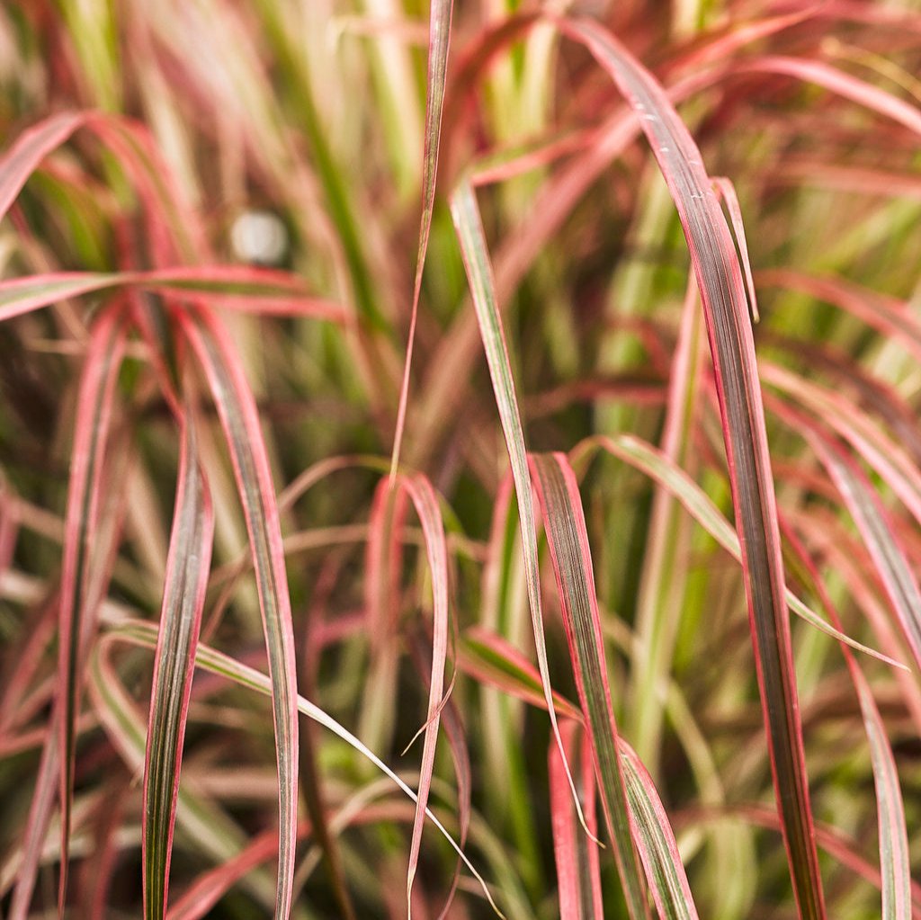 Graceful Grasses® 'Fireworks' | Proven Winners®