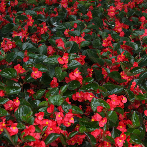 Surefire® Red Begonia | Proven Winners®