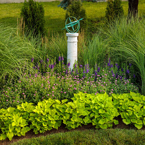 Angelface® Blue Angelonia | Proven Winners®