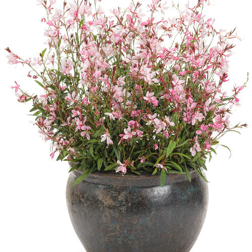 Karalee® Petite Pink Gaura | Proven Winners®