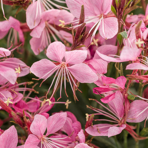 Karalee® Petite Pink Gaura | Proven Winners®