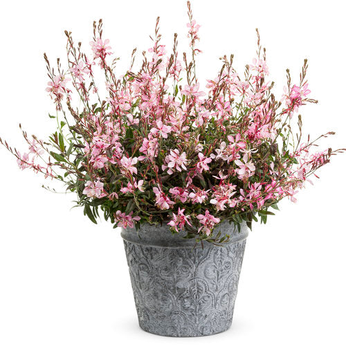 Stratosphere™ Pink Picotee Gaura | Proven Winners
