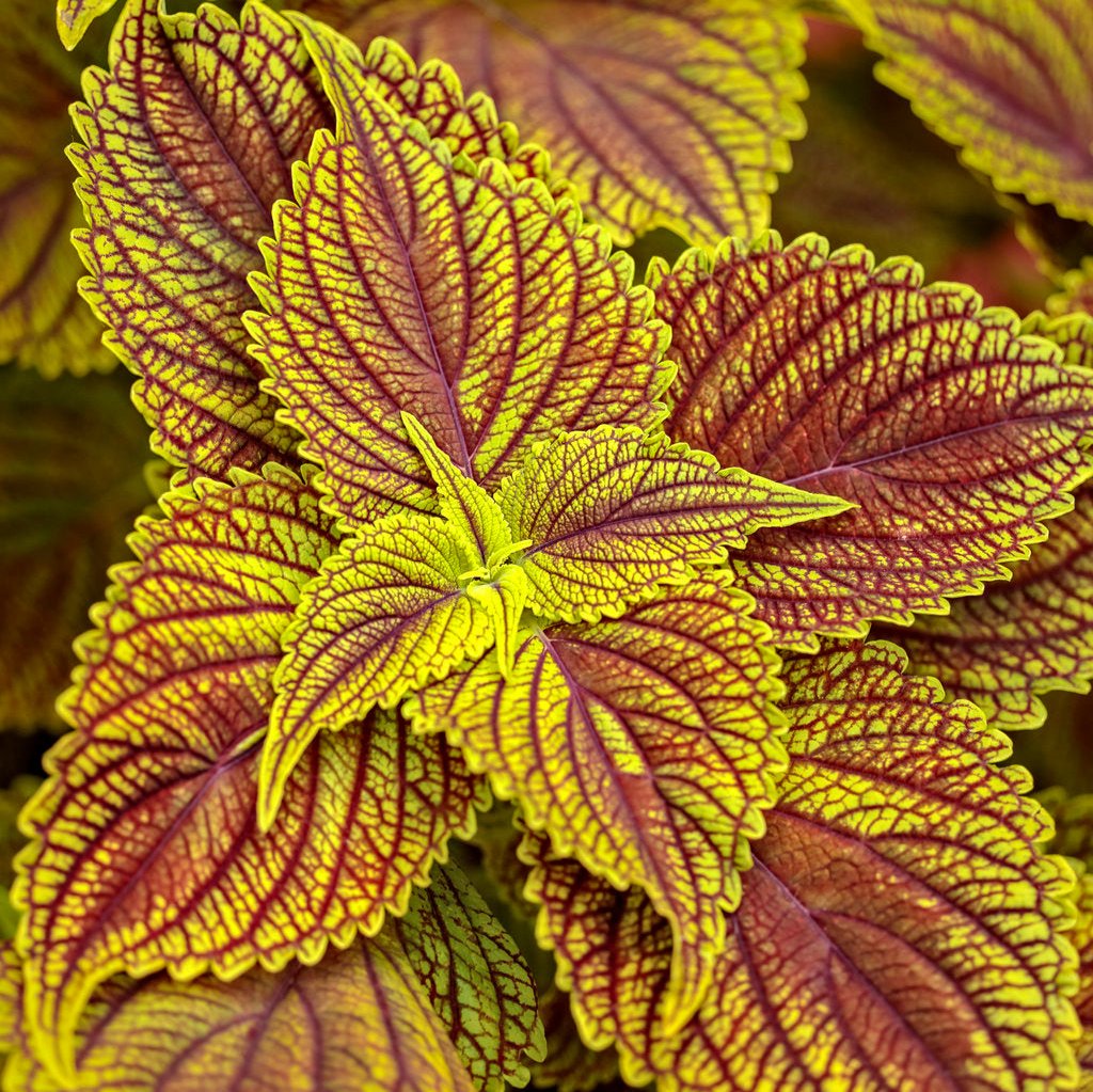 ColorBlaze® Golden Dreams™ Coleus | Proven Winners®