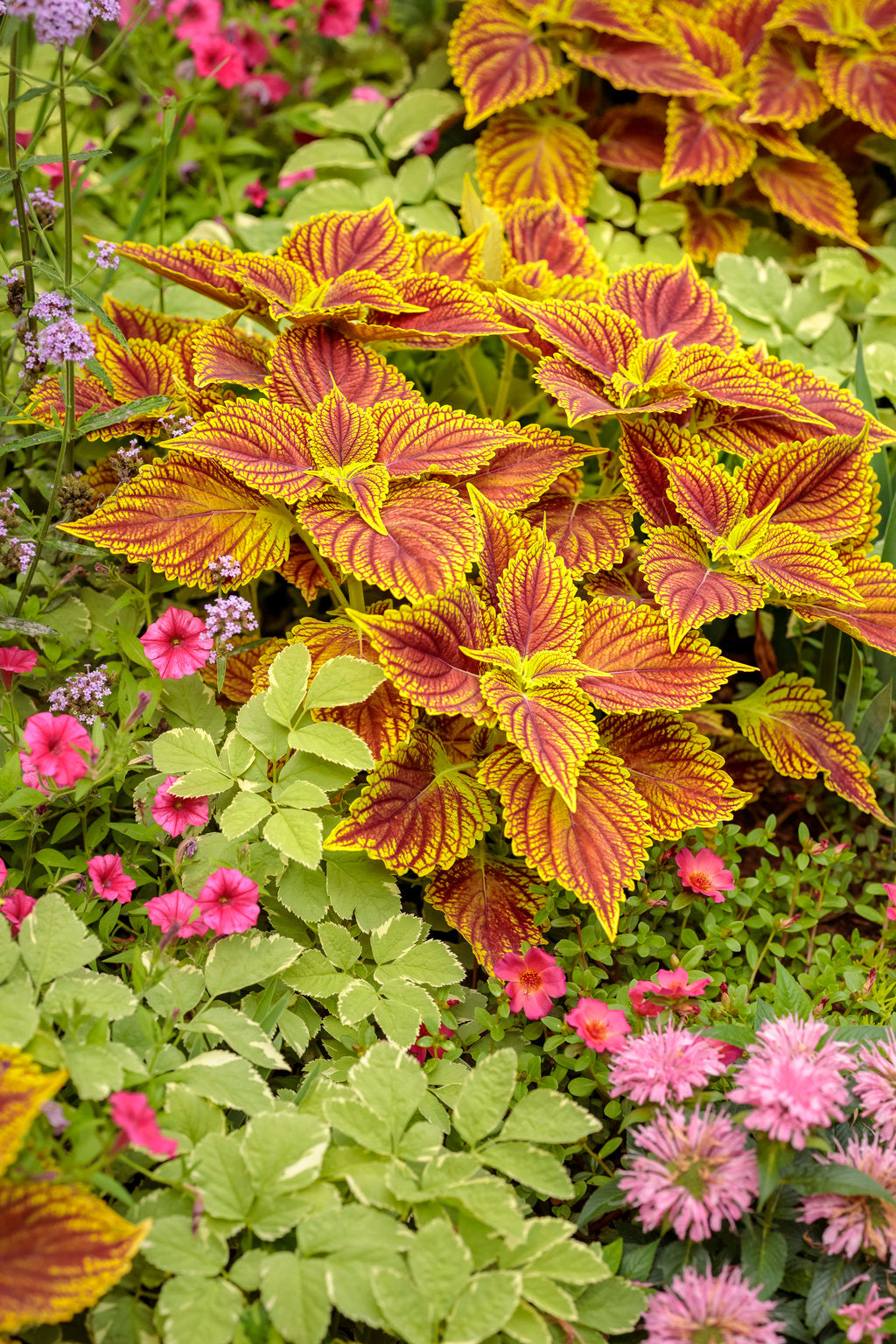 ColorBlaze® Golden Dreams™ Coleus | Proven Winners®