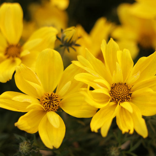 Goldilocks Rocks® Bidens | Proven Winners®