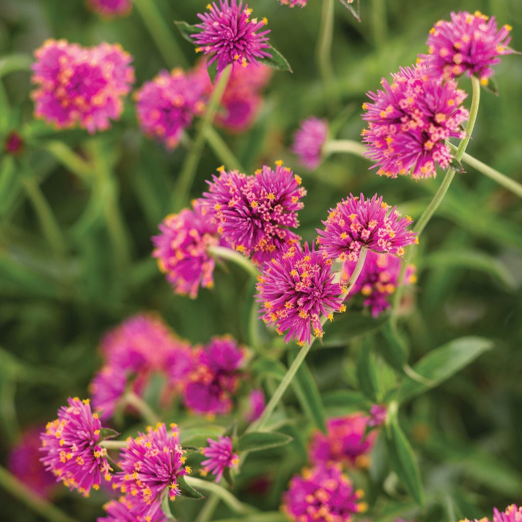 Truffula™ Pink Gomphrena | Proven Winners®