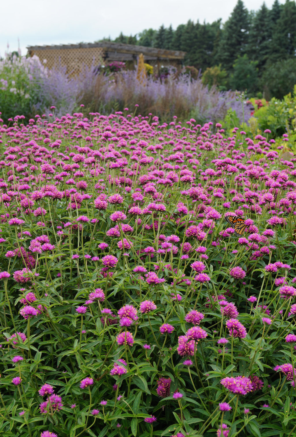 Truffula™ Pink Gomphrena | Proven Winners®