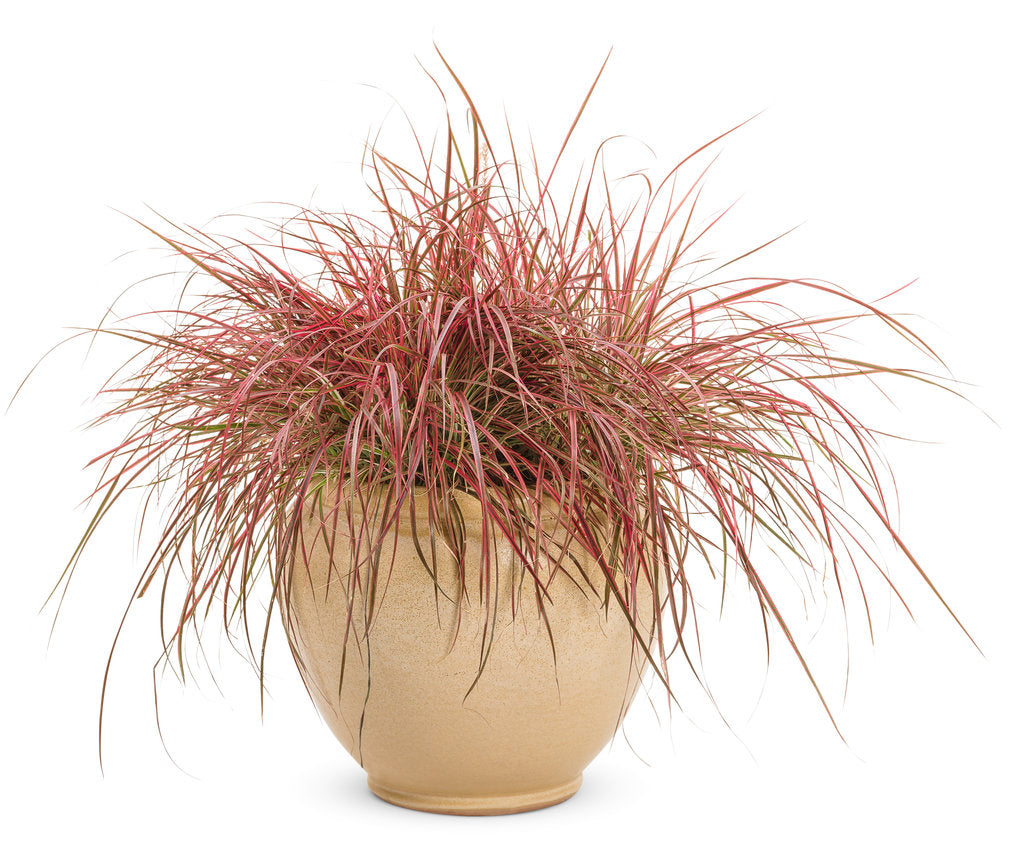 Graceful Grasses® 'Fireworks' | Proven Winners®